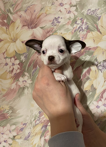 Müüa chihuahua kutsikas (1 foto / 4)