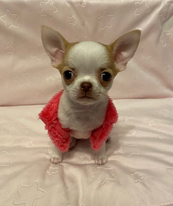 Müüa chihuahua kutsikas (1 foto / 9)