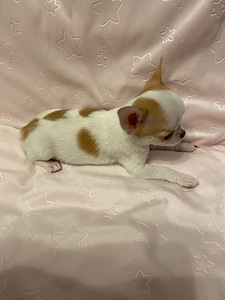 Müüa chihuahua kutsikas (5 foto / 9)