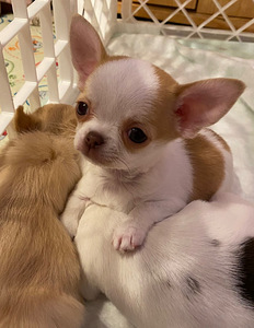 Müüa chihuahua kutsikas (6 foto / 9)