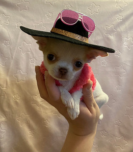 Müüa chihuahua kutsikas (7 foto / 9)