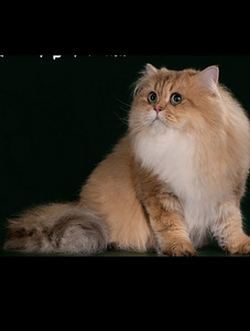 Шотландские котята (10 фото из 10)