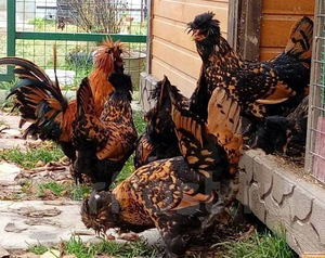 Müün tõupuhtaid kukkesid ebatavalise sulestikuga (5 foto / 5)