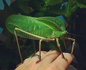 Hiidritsikad ( siliquofera grandis) (4 foto / 4)