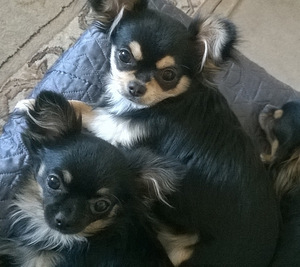 Chihuahua tüdtuk (1 foto / 3)