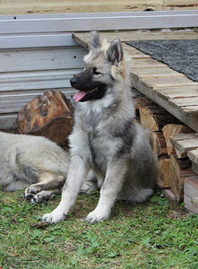 Eurasier