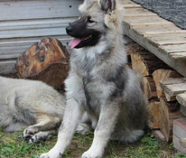 Eurasier