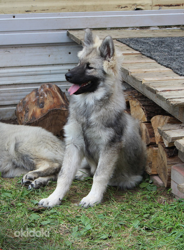 Eurasier (nuotrauka #1)