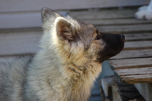 Eurasier (3 nuotrauka iš 4)