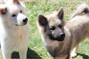 Eurasier (4 nuotrauka iš 4)