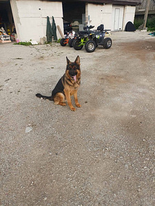 Saksa lambakoer (4 foto / 7)
