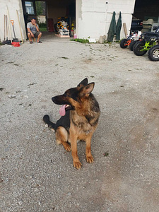 Saksa lambakoer (6 foto / 7)