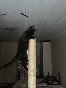 Maine Coon котят (5 фото из 6)