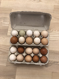 Куриные яйца (2 фото из 3)