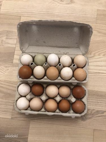 Куриные яйца (фото #2)
