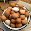 Куриные яйца (фото #3)