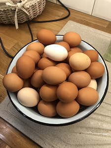 Куриные яйца (3 фото из 3)