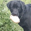 Labradori retriiver otsib pruuti (foto #1)