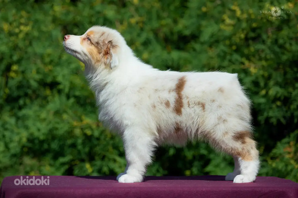 Australian shepherd puppies / Australijos aviganiai (nuotrauka #3)