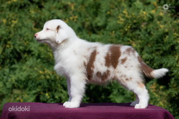 Australian shepherd puppies / Australijos aviganiai (nuotrauka #7)