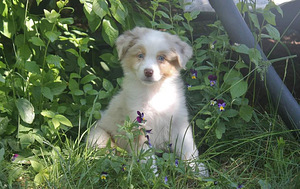 Australian Shepherd puppies / Australianpaimenkoira (4 valokuva sivusta 5)