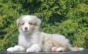 Australian Shepherd puppies / Australianpaimenkoira (5 valokuva sivusta 5)