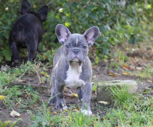 Blue french bulldog (foto #3)