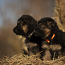 Vācu aitu suņu kucēni (foto #1)