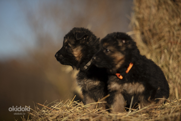 Vācu aitu suņu kucēni (foto #1)