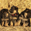 Vācu aitu suņu kucēni (foto #3)
