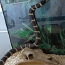 Калифорнийская королевская змея (фото #1)