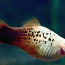 Xiphophorus maculatus, каменная рыба (фото #1)