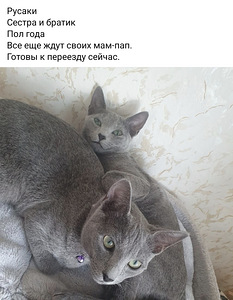 Vene sinised Kassikasvatus Eesti (2 foto / 2)