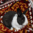 Карликовые кролики (фото #1)