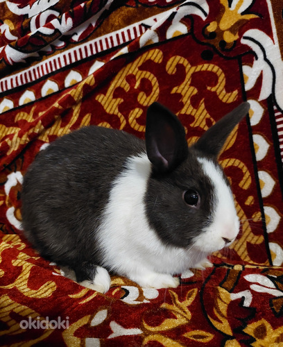 Карликовые кролики (фото #1)