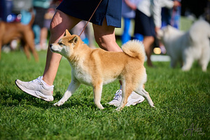 Shiba Inu Kutsikad (3 foto / 8)