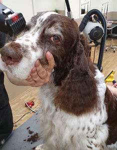 Lemmikloomade karva hooldus salongis "SJUST grooming" (3 foto / 10)