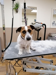 Lemmikloomade karva hooldus salongis "SJUST grooming" (4 foto / 10)