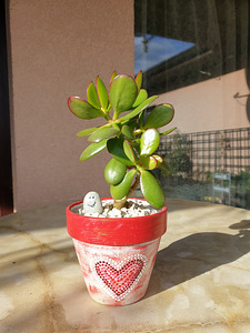 Rahapuu Toataim Krassula Ovata Toataimed (1 foto / 8)