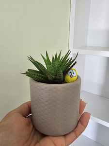 Toataim sukulent soomuslehik Havortia aaloe (8 foto / 10)