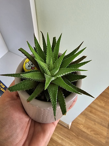 Toataim sukulent soomuslehik Havortia aaloe (9 foto / 10)