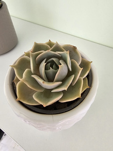 Toataim sukulent soomuslehik Echeveria (3 foto / 7)