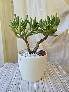 Toataim rahapuu krassula Golum taimed lill (3 foto / 10)