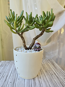 Toataim rahapuu krassula Golum taimed lill (4 foto / 10)
