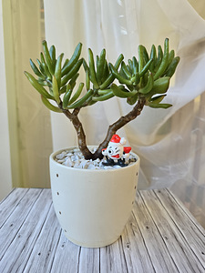 Toataim rahapuu krassula Golum taimed lill (6 foto / 10)