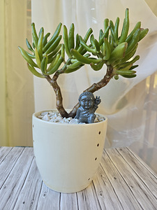 Toataim rahapuu krassula Golum taimed lill (9 foto / 10)