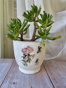 Rahapuu toataim Krassula Golum taimed lill Sukulent (5 foto / 9)
