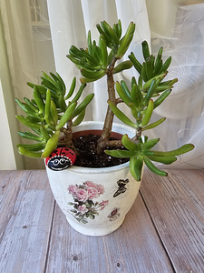 Rahapuu toataim Krassula Golum taimed lill Sukulent (7 foto / 9)