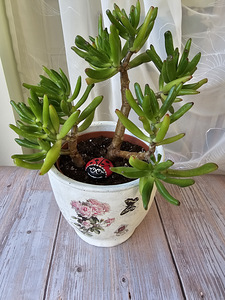 Rahapuu toataim Krassula Golum taimed lill Sukulent (9 foto / 9)