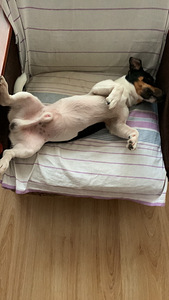 Jack Russell (2 foto / 7)